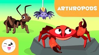 Arthropods for kids  Invertebrate animals  Natural Science For Kids [upl. by Hailed865]