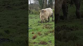 Charolais Bull Tombapik CH4202 [upl. by Llertnom]