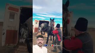 PromovariCaiRomania cai horse stallion calalexandradelahidalgoshortsshortsvideo 112 [upl. by Uohk]