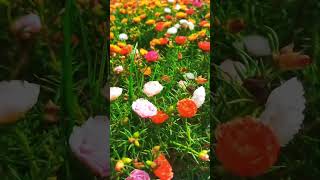 Beautiful portulaca moss rose flowering tips at farm gardenflower shorts [upl. by Veradia]