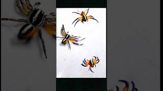 Beautiful Jumping Spider spider gagamba [upl. by Killie89]