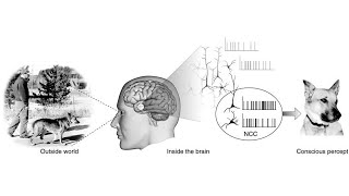 Why cant science explain life or consciousness [upl. by Kadner]