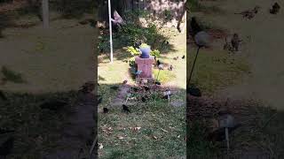 Flock of grackles descend on the yard to eat our acorns [upl. by Afatsom327]