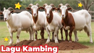 Kambing Lucu KAMBING SAYA  Caca Marica Hey hey   Kambing Lucu Lagu Kambing Indonesia Populer [upl. by Brunell6]