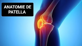 ANATOMIE🦴 LA PATELLA OSTÉOLOGIE DU MEMBRE INFÉRIEUR 1 ÈRE MÉDECINE ✅🩺 [upl. by Ihcas]