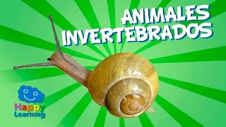 Animales Invertebrados  Videos Educativos para Niños [upl. by Nnylirej65]