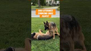 What is Littermate Syndrome Does it Cause FIGHTS dogtraining dogtrainer [upl. by Fairfield209]