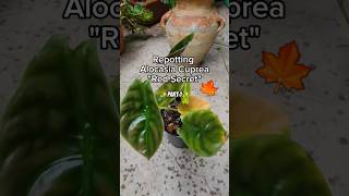 Repotting Alocasia Cuprea quotRed Secretquot 🌱🍁 plantcare planttips rareplants alocasiavarieties [upl. by Anrak386]