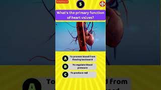 Whats the primary function of heart valves [upl. by Fregger501]