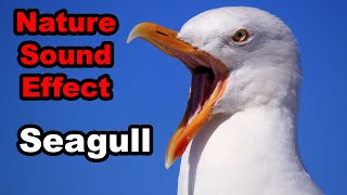 Nature Sound Effect  Seagull Sound  Ambience [upl. by Ruffo500]