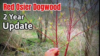 Planting Red Osier Dogwood  2nd Year Update [upl. by Gaylor]