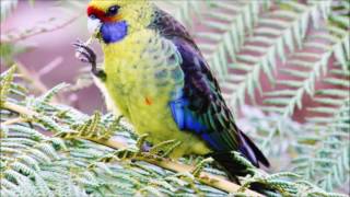 Green Rosella call [upl. by Zedecrem]