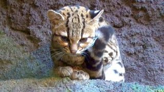 Margay Sand Cat Sandkatze Wüstenkatze Kleine Raubtiere Wildkatzen [upl. by Madra]