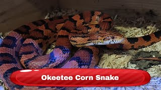 Okeetee Corn Snake Pantherophis guttatus [upl. by Kipper]