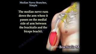 Median Nerve Branches Simple  Everything You Need To Know  Dr Nabil Ebraheim [upl. by Nonad]