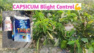 Capsicum dumping off Chilli blight control Capsicum disease abb ek bhi plant nahi marega [upl. by Llabmik]