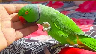 Romeo So Attractive Chatterbox Talking Parrot [upl. by Redienhcs]