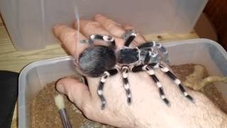 Acanthoscurria Geniculata Handling Brazilian White Knee [upl. by Sacul]