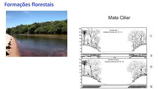 36  Fitofisionomias do Cerrado [upl. by Nur655]