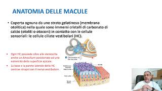 Anatomia e fisiologia del sistema vestibolare [upl. by Baras22]