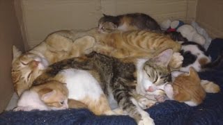 Dad Cat Sticks Around To Care For His New Family After Mom Gives Birth [upl. by Avik]