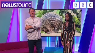 Steve Backshall How you can help the environment cheeky lionesses amp weird animals  Newsround [upl. by Meilen]