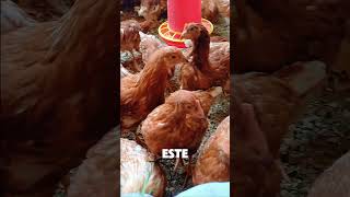 Gallinas Ponedoras 🥚🥚🐔👍 granja gallinasponedoras gallinos gallinas gallinascriollas pollitos [upl. by Whiteley]