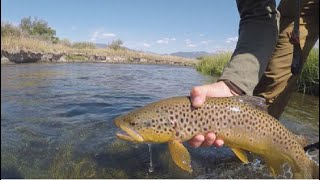 Big Spring Creek Trout A Montana Fly Fishing Story [upl. by Trix]