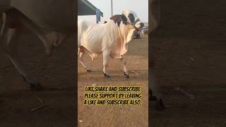 SR CattleLand cattle cowvideos bull cow bachra bachre daily bachramandi farming cattlefarm [upl. by Machos]