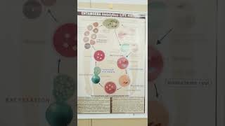 Zoology  Entamoeba histolytica life history [upl. by Siol213]