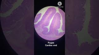 Stomach Histology Gastric Rugae viralvideo mbbs shorts trending [upl. by Amorita]