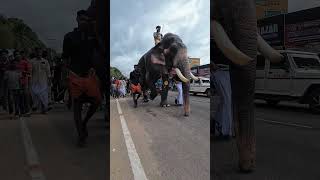 952  🥰Panayannarkavu Kalidasan elephant elephantvideo [upl. by Lydell]