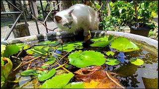 Watch These 3 Cats Enjoying the Fresh Air and Smells of the Garden [upl. by Aimal]