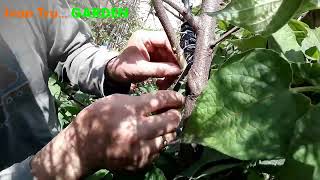 Acodo Aéreo En Árbol Melocotonero  Como multiplicar árboles frutales paso a paso Vídeo  1 [upl. by Akierdna595]