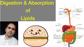 Digestion and Absorption of lipids  Stages of Digestion Micelles ampMixed micelles [upl. by Valenta975]