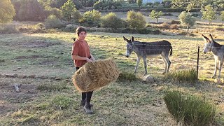 Atendiendo a las burras os cuento lo que le ha pasado a la cerda [upl. by Idur955]