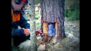 Tree cutting using the Husqvarna 560 xpg and a car jack [upl. by Sucramraj]