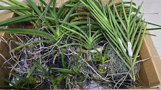 Vanda Sanderiana  Unboxing  Rare  Native  Wild form  V274 [upl. by Ainslee]