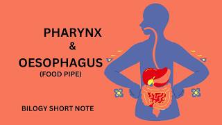 Oesophagus Digestionll Pharynx and Oesophagus physiology [upl. by Houser100]