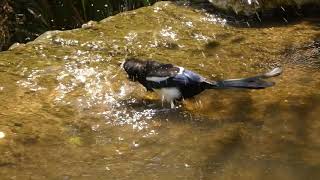 Magpies bath interrupted by Mallard [upl. by Ettesoj]