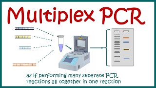 Multiplex PCR [upl. by Acir]