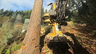 TIGERCAT 870C CUTS 250ft TREE [upl. by Qooraf]