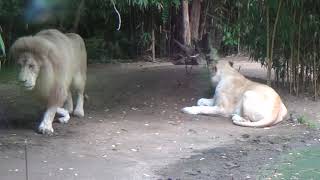 Les lions blancs du zoo de la Flèche [upl. by Yhtamit]