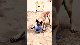 🦮📣🦮Belgian malinois dog germanshepherd pubg doglover chó becgie [upl. by Anirahc]