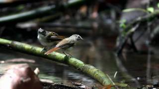 Moustached Babbler [upl. by Ysak841]