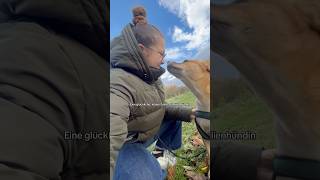 Frieda the dog hund cutedog tiere labradorretriever yt dogtraining adoptdontshop doglife [upl. by Eilrahs]