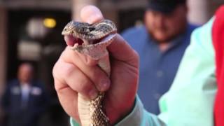 Rattlesnakes take over Texas capitol [upl. by Vere370]