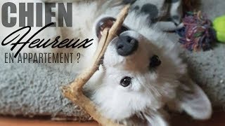 Peuton vivre avec un chien en appartement [upl. by Lilla]