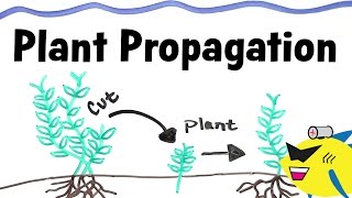 How To Propagate Aquarium Plants [upl. by Ardrey]