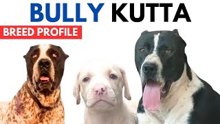 Bully Kutta Breed Profile History  Price  Traits  Bully Kutta Dog Grooming Needs  Lifespan [upl. by Arej]